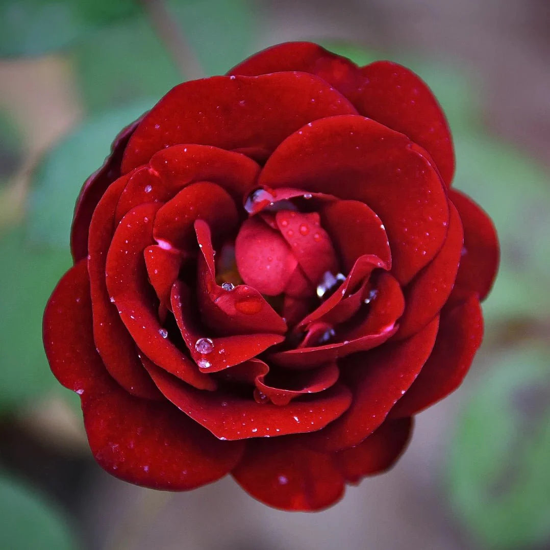 Damask Rose Incense (Holy Cross)
