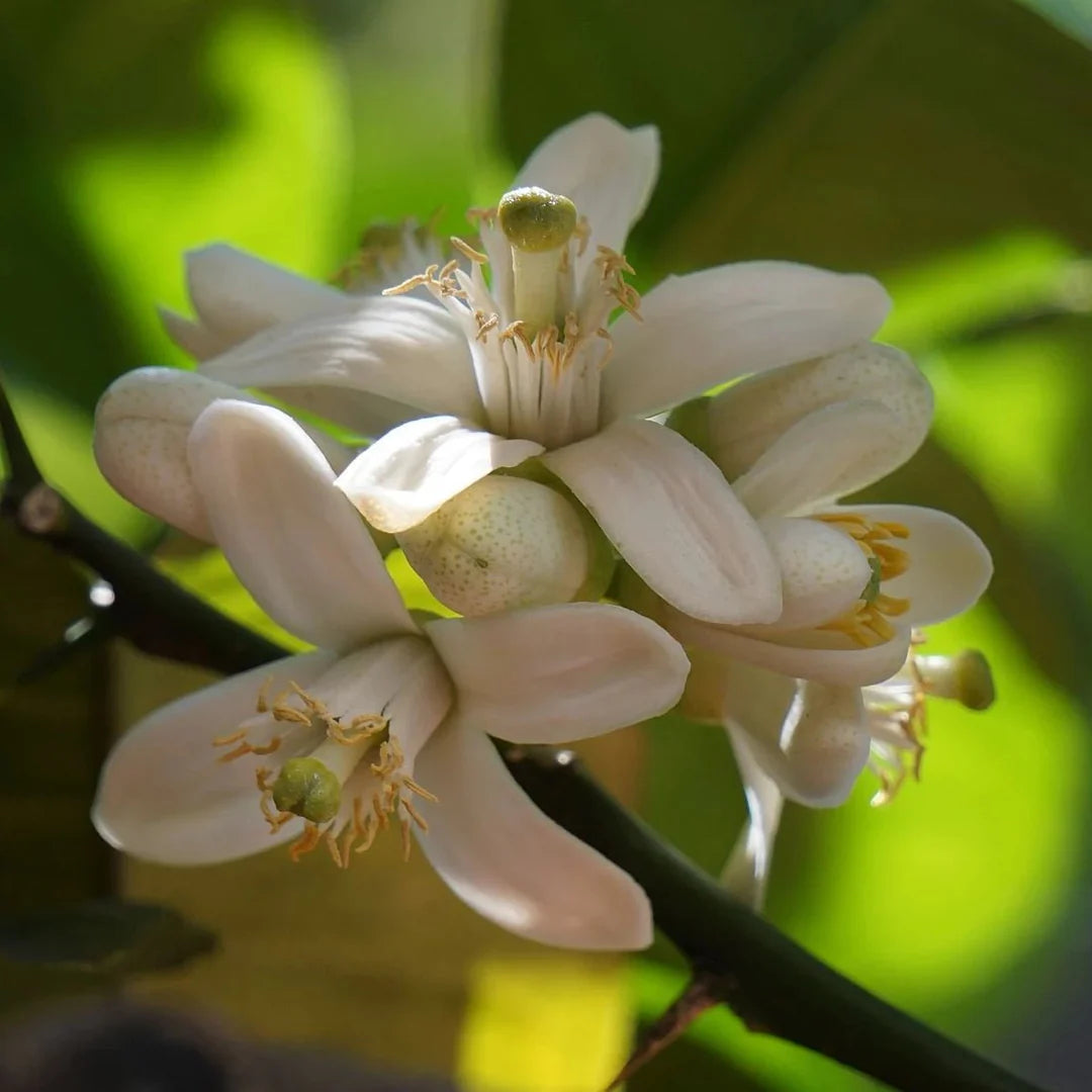 Orange Blossom Incense (Holy Cross)